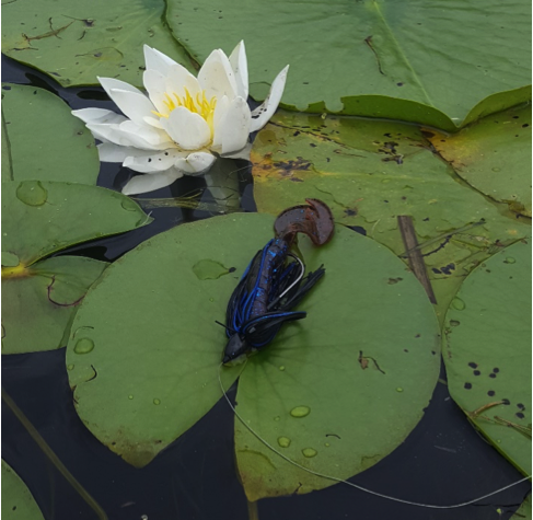 Bait that Matthew Randall used to fish Frenchman's Bay on July 23, 2018, sitting on a lilypad.