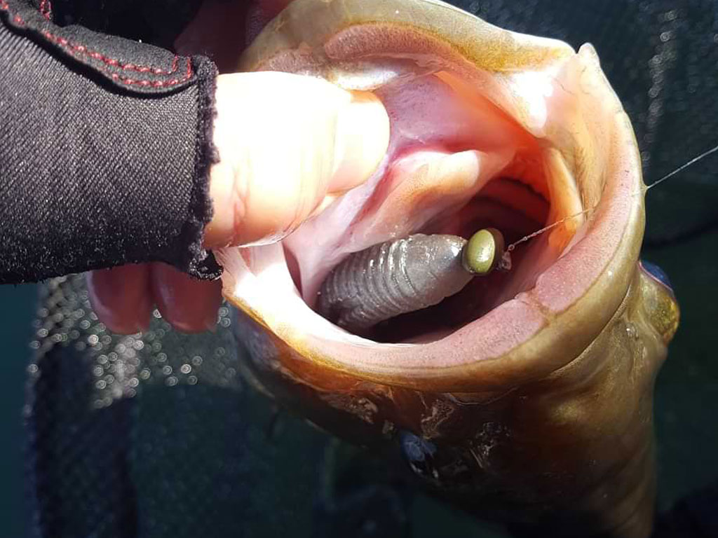 Matthew Randall with a large bass on lake Simcoe, showing the bait in its mouth.